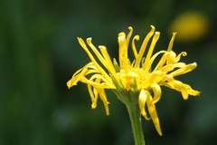 Doronicum austriacum