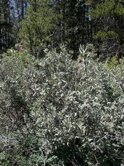 Salix orestera