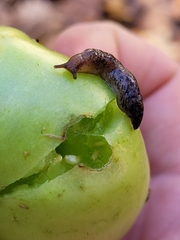 Deroceras reticulatum