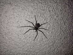 Philodromus margaritatus