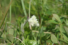 Antennaria dioica