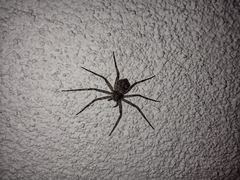 Philodromus margaritatus