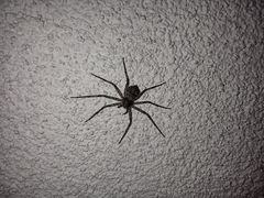 Philodromus margaritatus