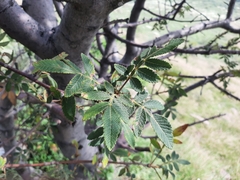 Bursera