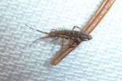 Orchesella flavescens