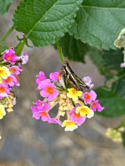 Paraidemona