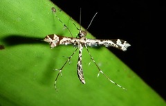 Amblyptilia
