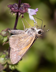 Polites themistocles