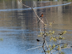 Diglossa brunneiventris