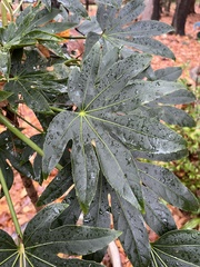 Fatsia