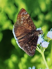 Erynnis tristis