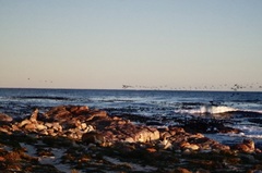 Phalacrocorax capensis