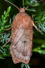 Sericaglaea signata