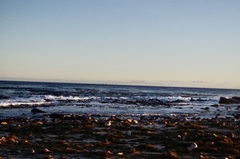 Phalacrocorax capensis