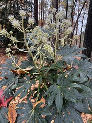 Fatsia