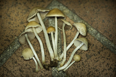 Candolleomyces candolleanus