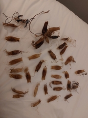 Scyliorhinus canicula