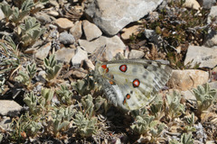 Parnassius apollo