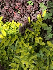 Duranta erecta