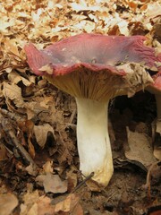 Russula atropurpurea