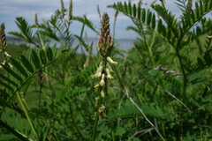 Astragalus falcatus