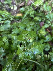 Anthriscus cerefolium