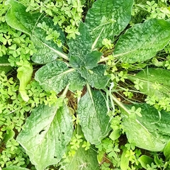 Mandragora autumnalis