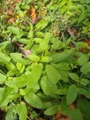 Stachys floridana