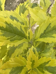 Ligustrum ovalifolium