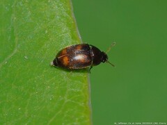 Litargus tetraspilotus
