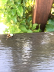 Araneus apricus