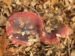 Russula atropurpurea
