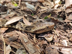 Bothrops moojeni