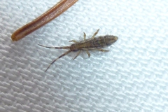 Orchesella flavescens