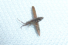 Orchesella flavescens