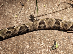 Bothrops moojeni