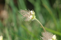 Geum montanum
