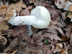 Agaricus essettei