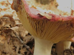 Russula atropurpurea