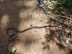Bothrops moojeni