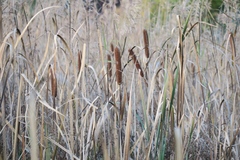 Typha latifolia