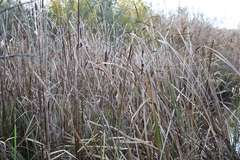 Typha angustifolia