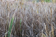 Typha angustifolia