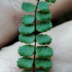 Asplenium trichomanes quadrivalens