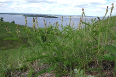 Astragalus falcatus