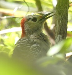 Melanerpes superciliaris nyeanus