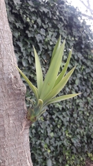 Furcraea andina