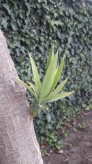 Furcraea andina