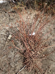 Eriogonum elatum