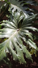 Thaumatophyllum bipinnatifidum